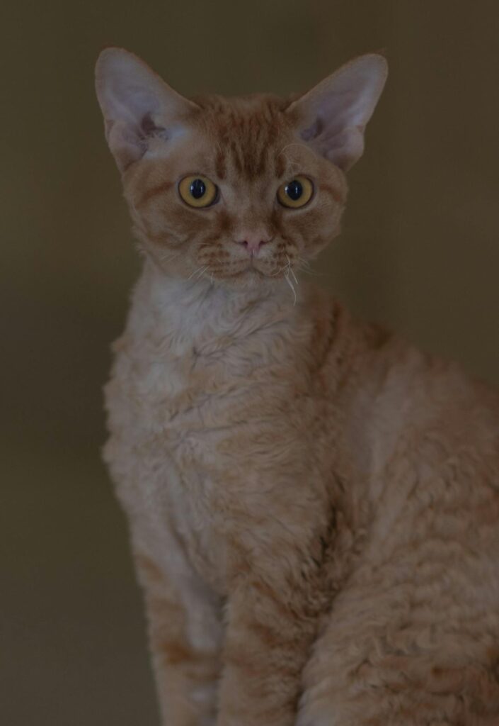 Cornish Rex-Katze