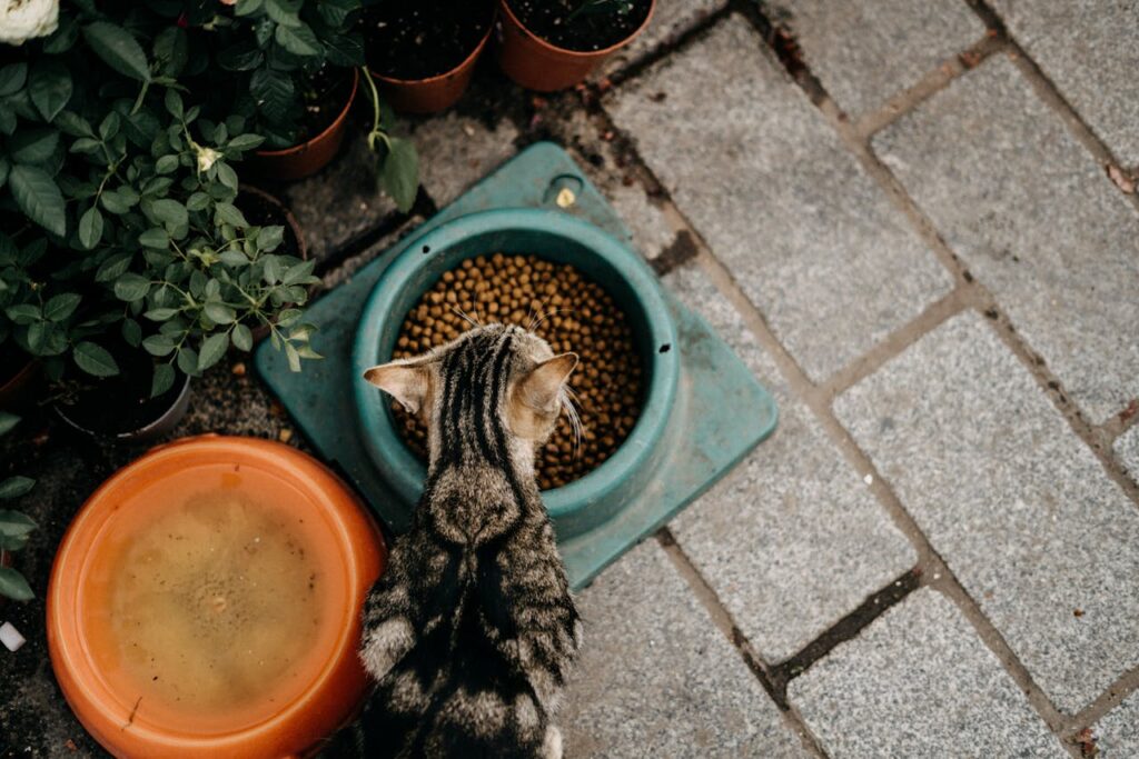 Katze nicht frisst