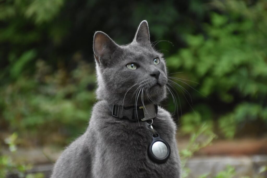 Russische blaue Katze