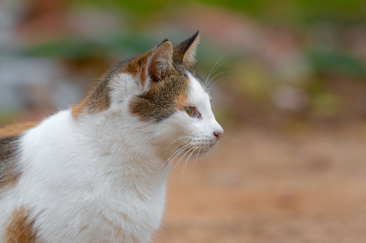 hypoallergene Katzen