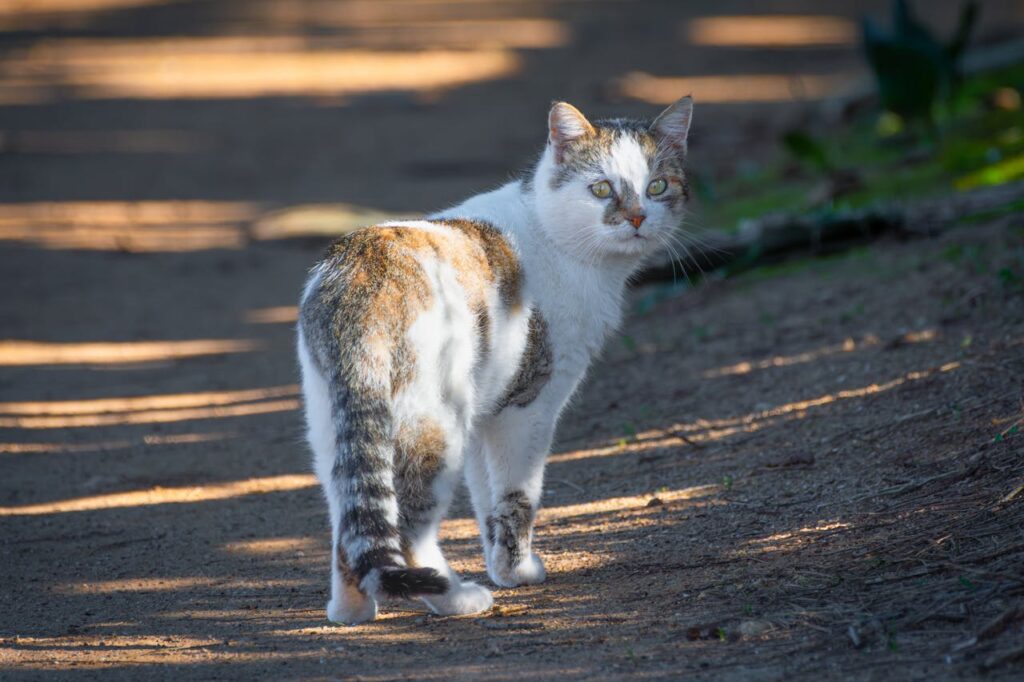 Katzen Training