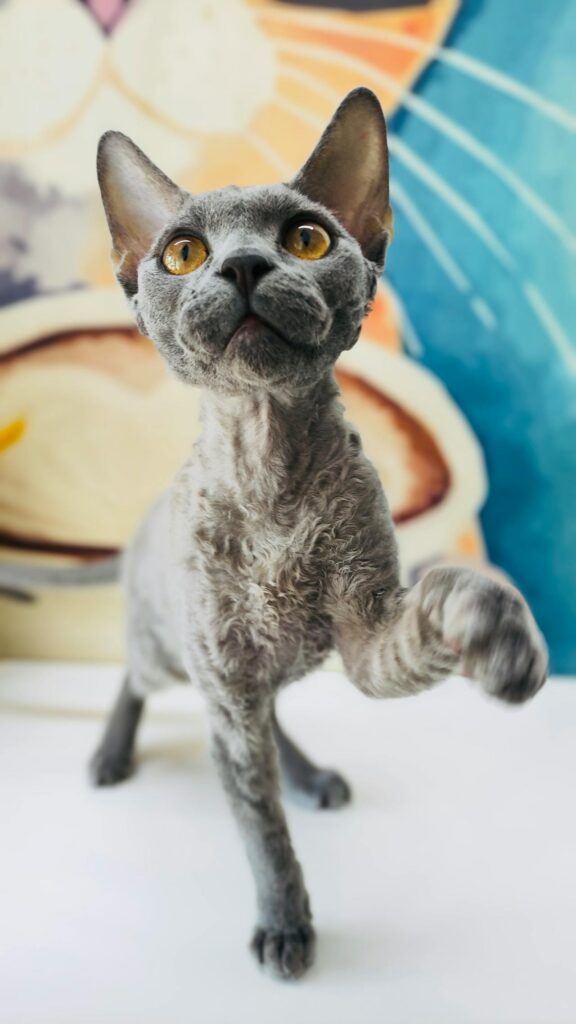 Devon Rex Katze