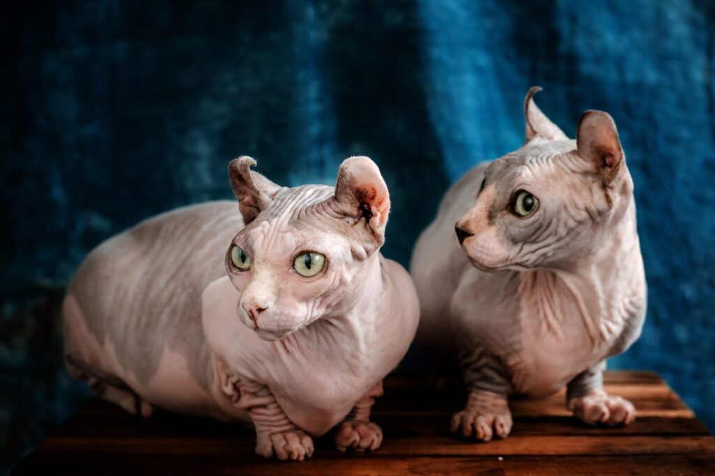 Sphynx-Katze