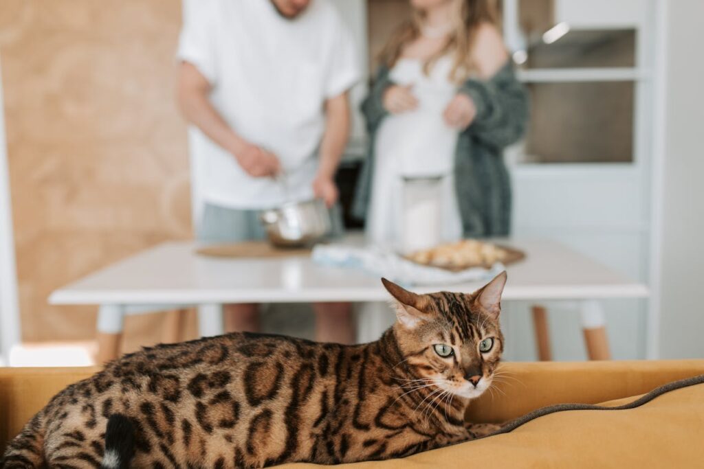 Bengalkatze