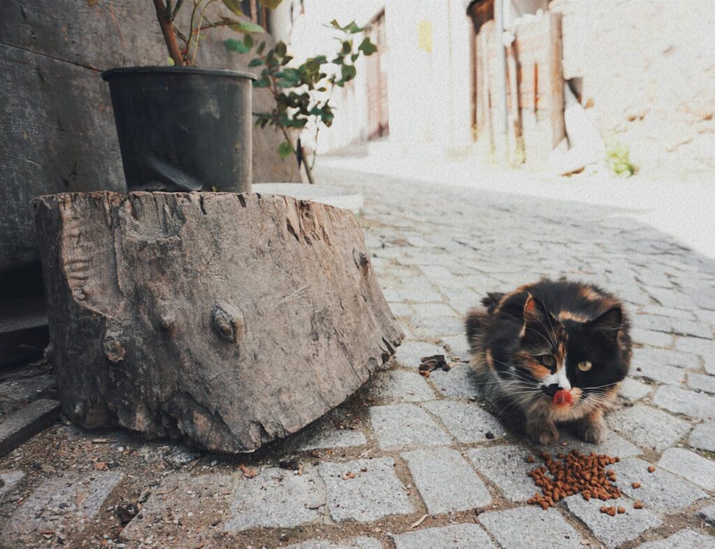 Katze nicht frisst