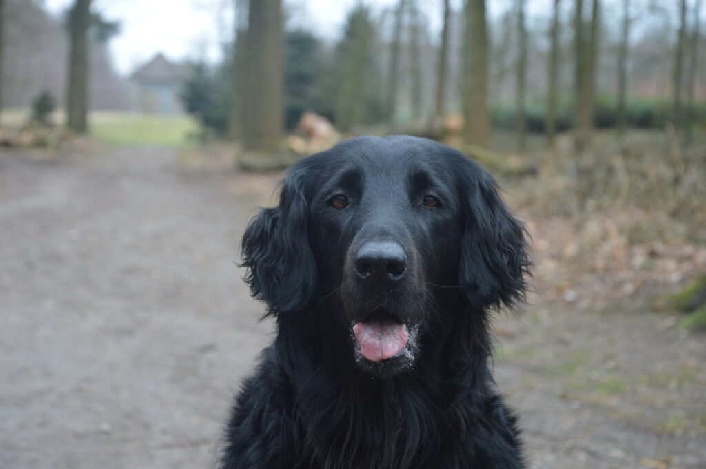 Flat-Coated Retriever