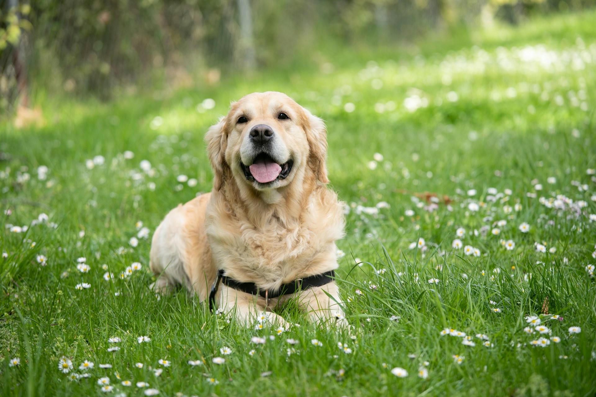 Aggression bei Golden Retrievers