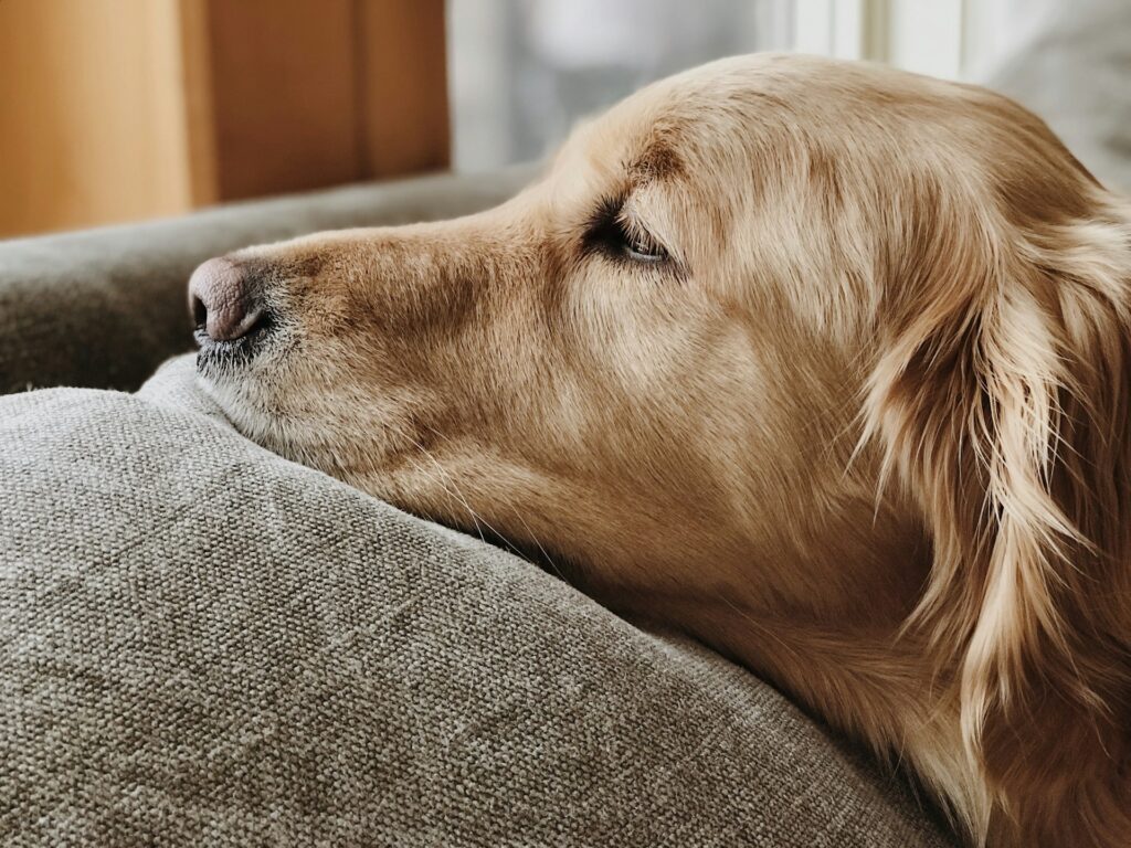 Aggression bei Golden Retrievers