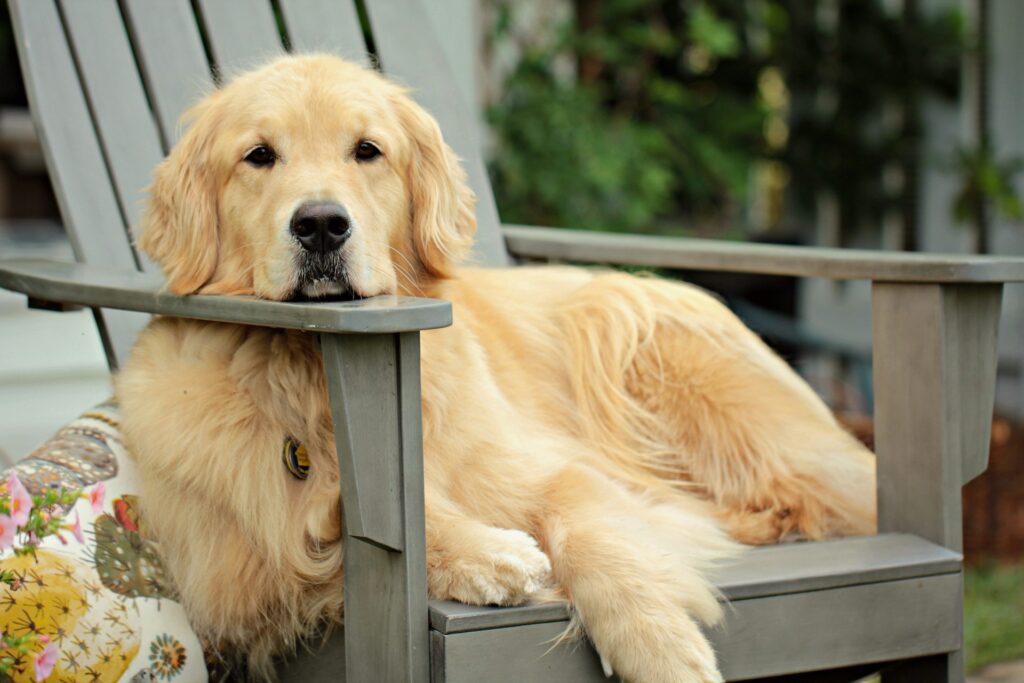 Golden Retriever 