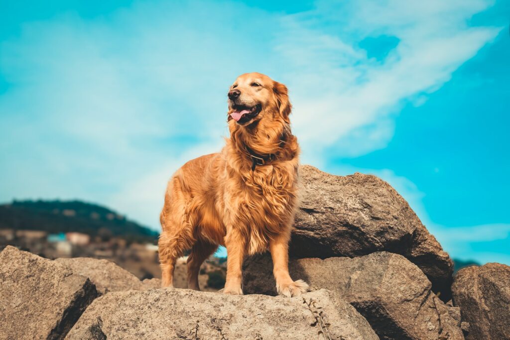 Aggression bei Golden Retrievers