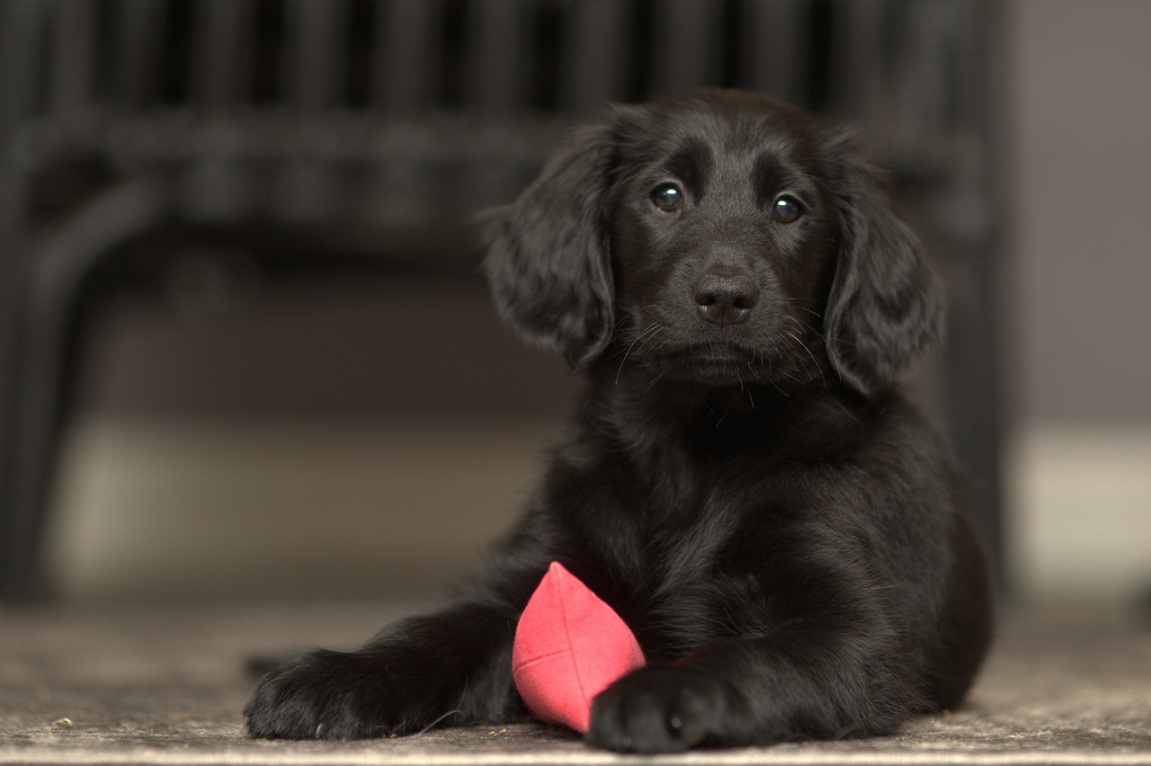 Flat-Coated Retriever Puppy