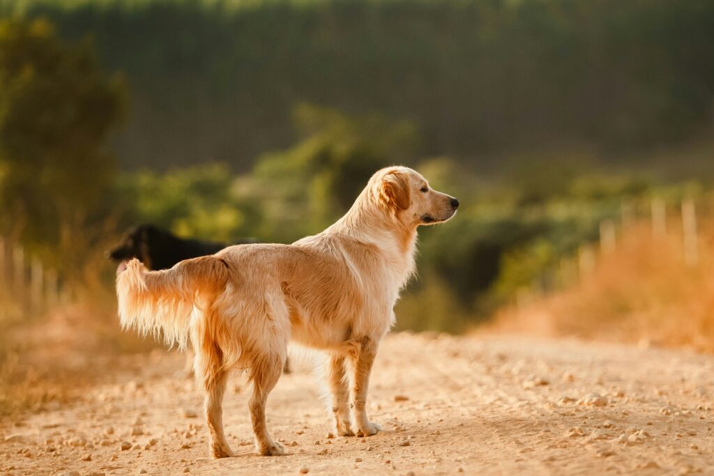 Aggression bei Golden Retrievers