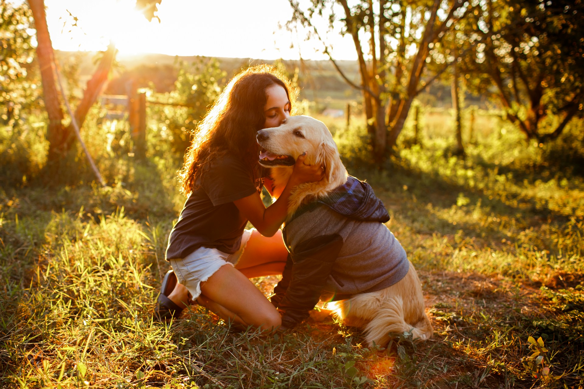 Golden Retriever