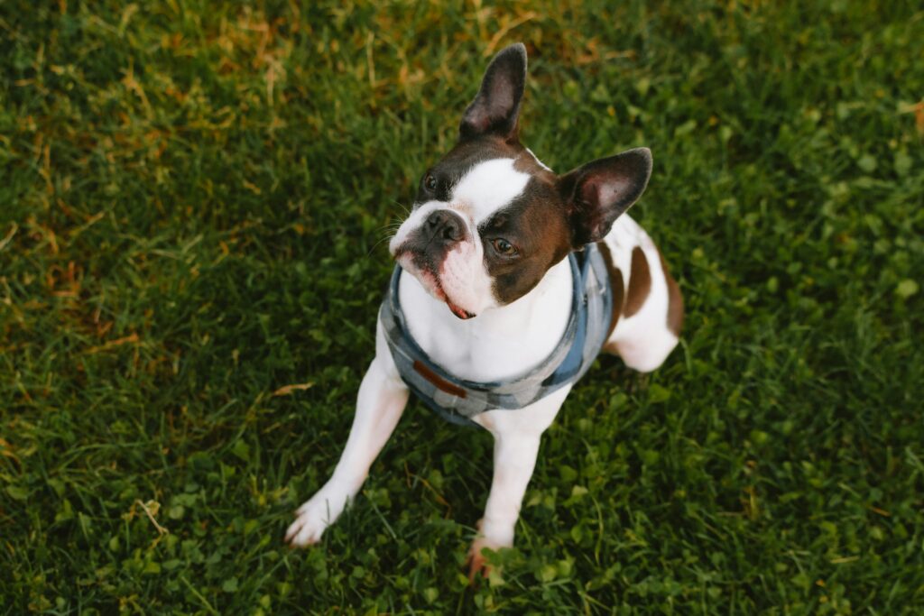 Franzosische Bulldogge