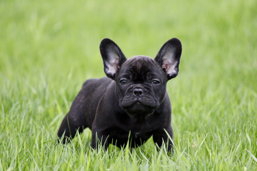 Französische Bulldoggen