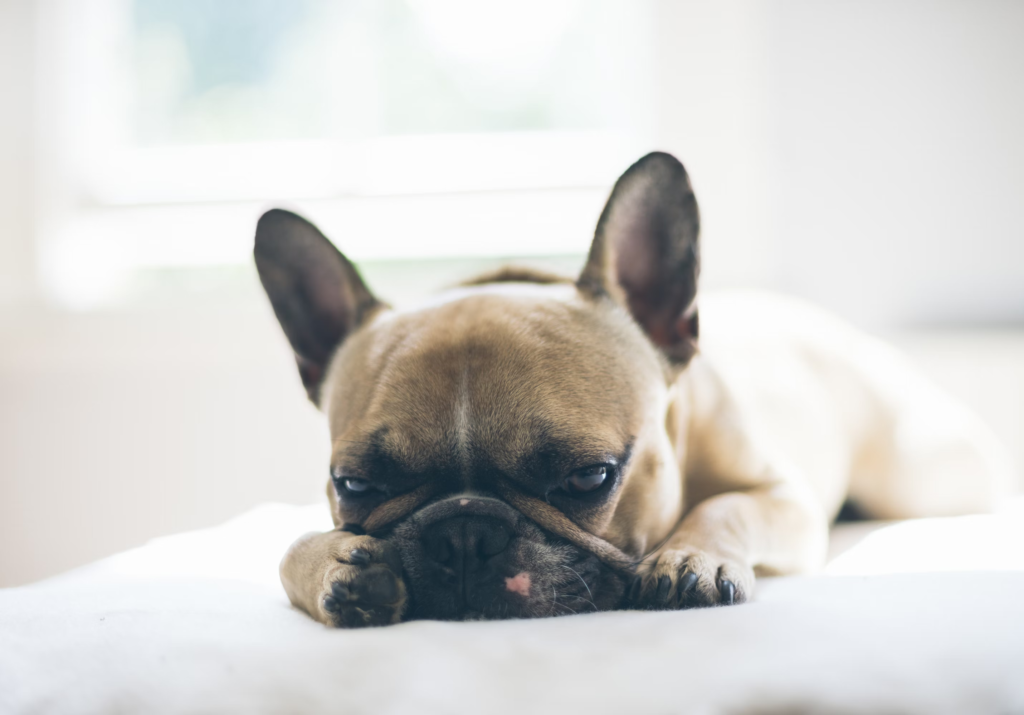 Franzosische Bulldogge