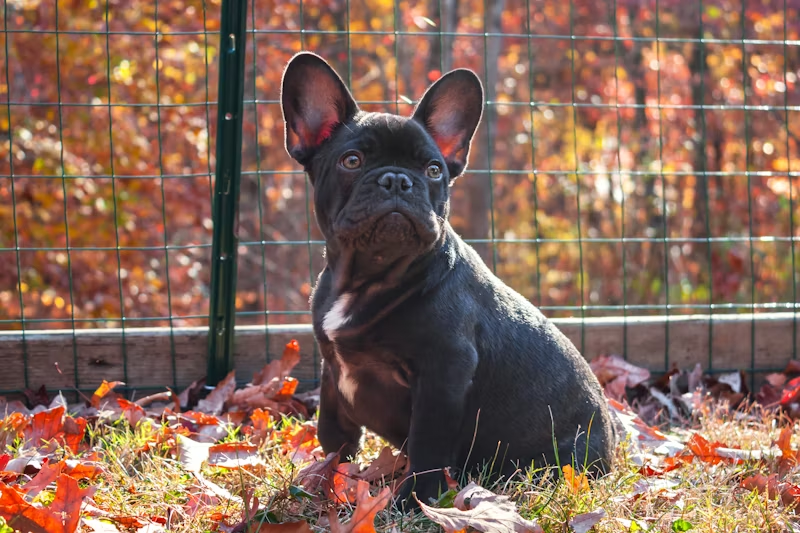 Französische Bulldoggen