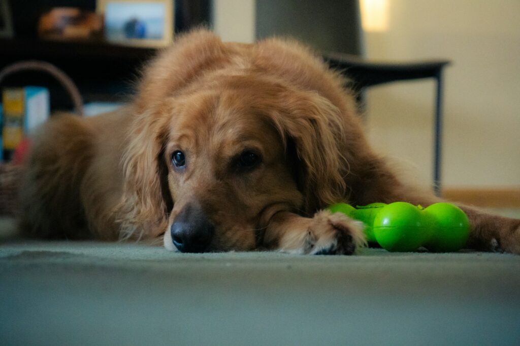 Jagdhunde - Golden Retriever