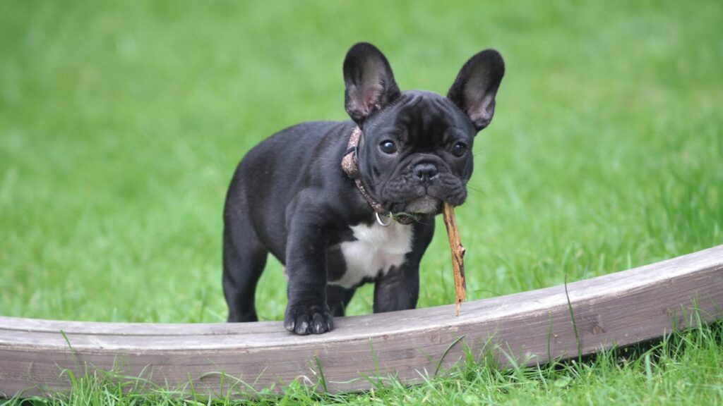 Französische Bulldogge