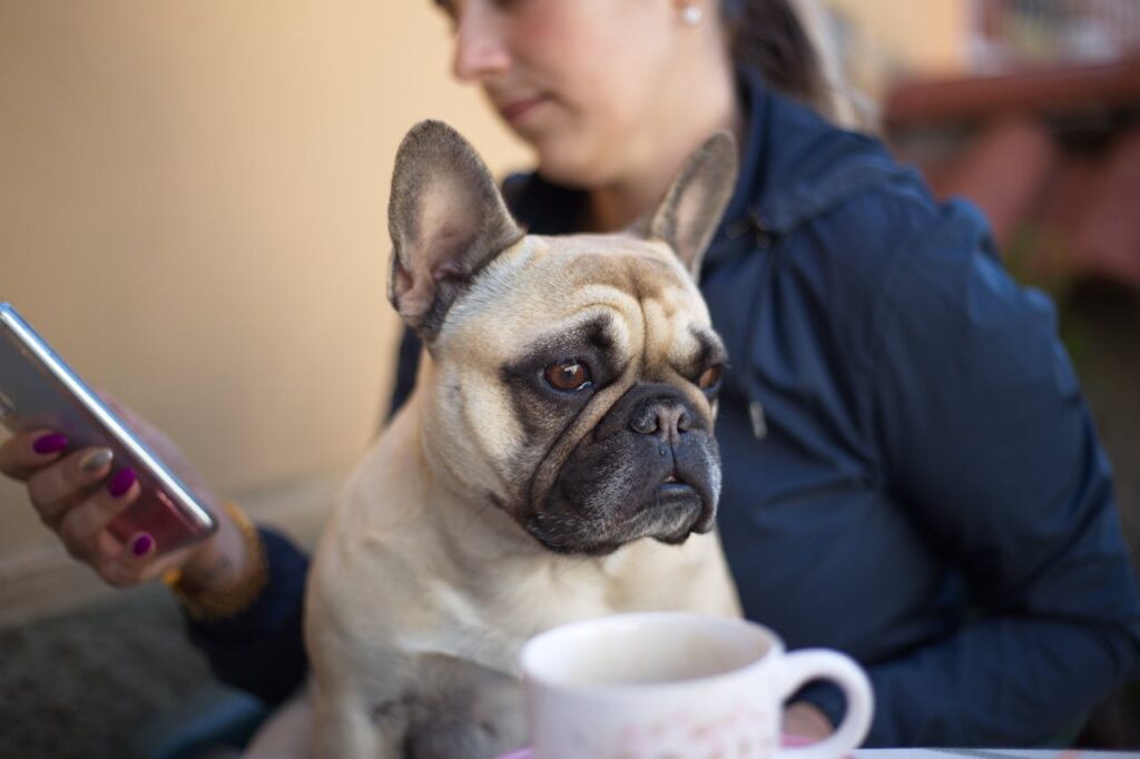 Französische Bulldogge