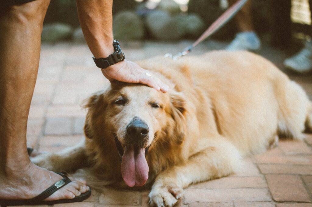 Golden Retriever Namen