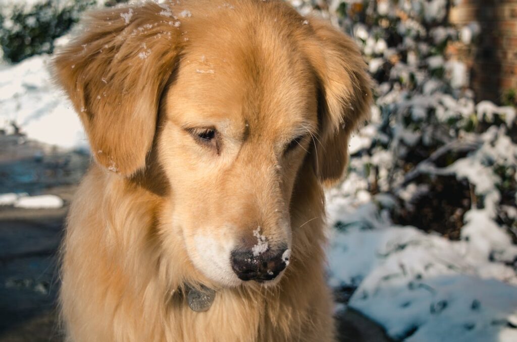 Golden Retriever Namen