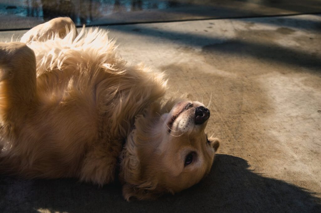 Golden Retriever