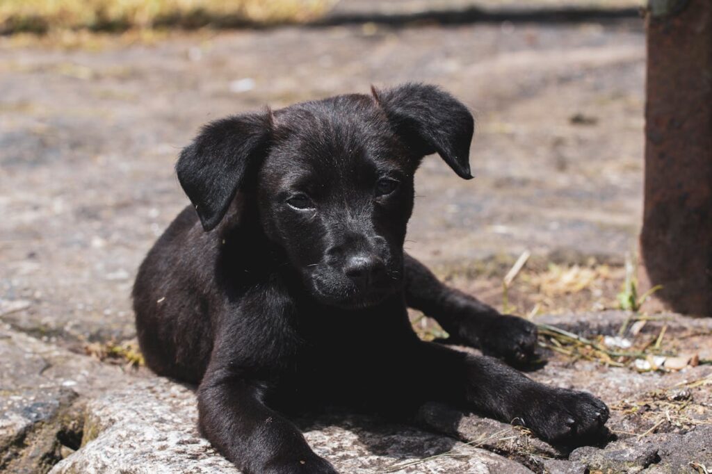 Flat-Coated Retriever Puppy