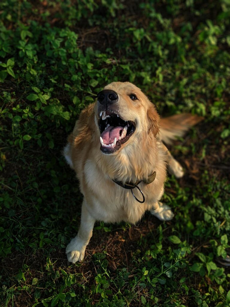 Golden Retriever