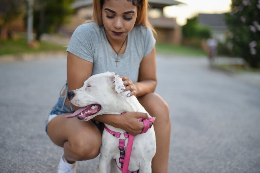 American Bulldog