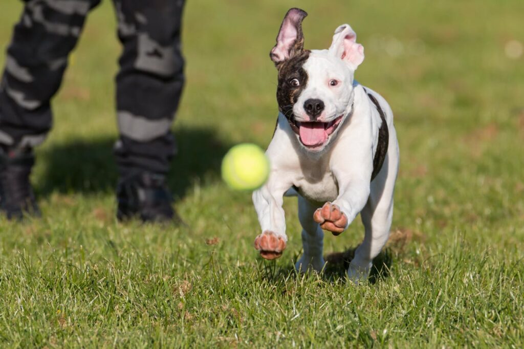 American Bulldog Catching a tennis ball