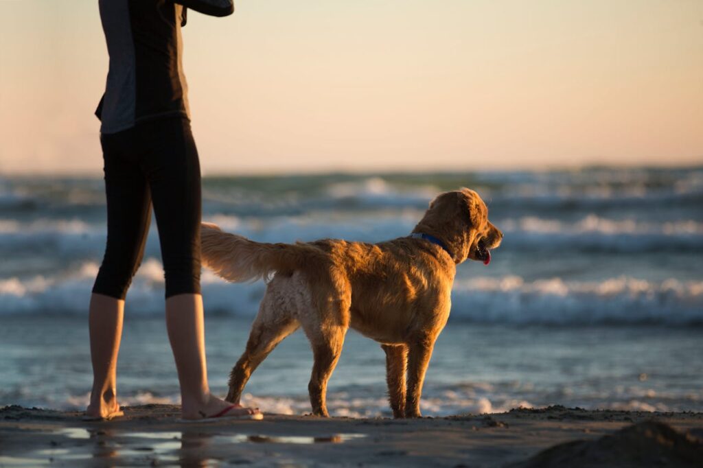 Golden Retriever Namen