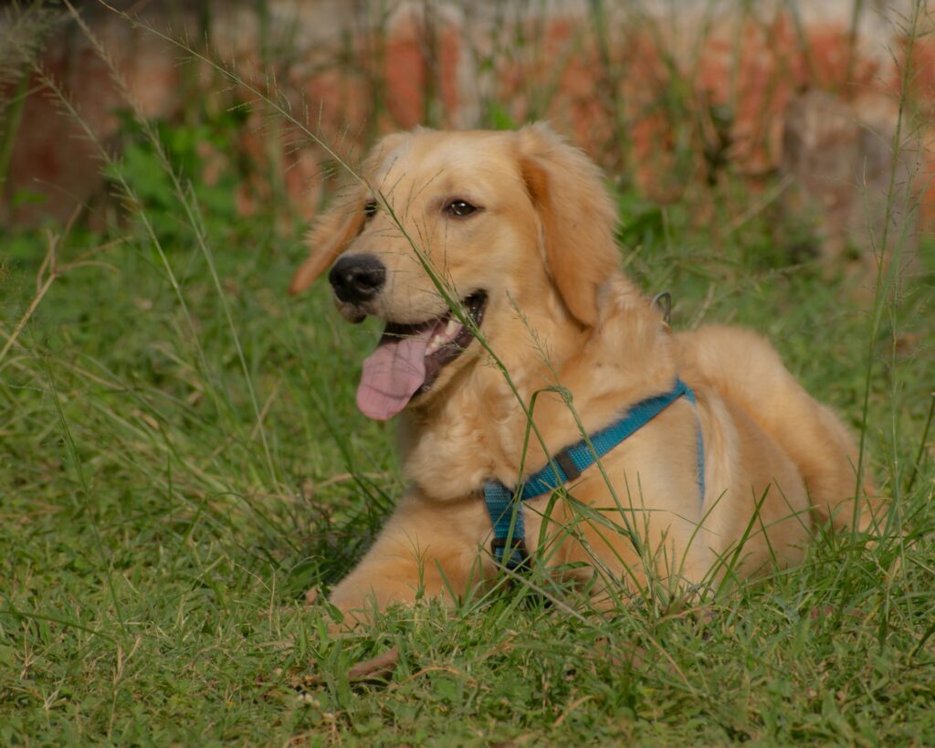 Jagdhunde - Golden Retriever