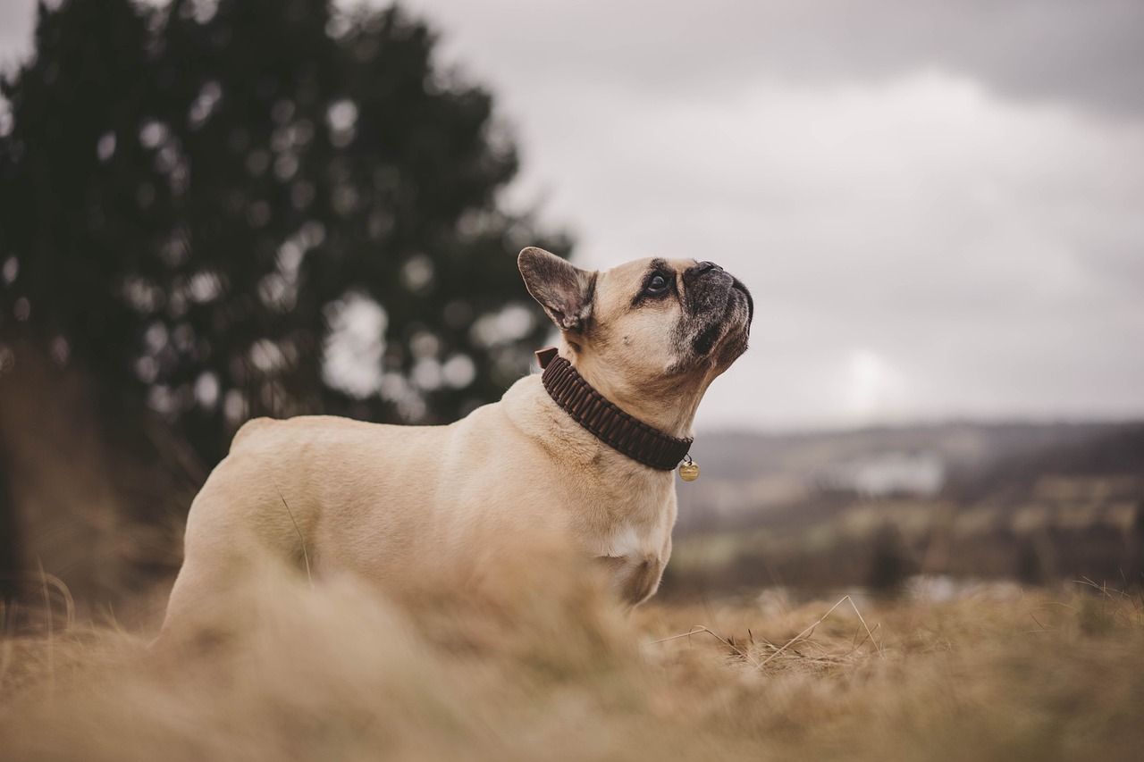 Franzosische Bulldogge