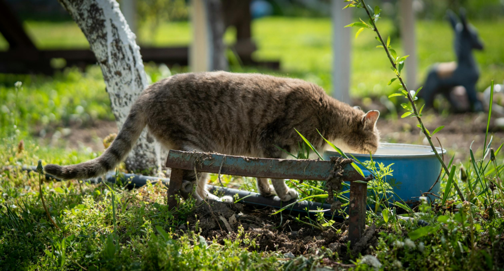 Massage bei Verstopfung bei Katzen