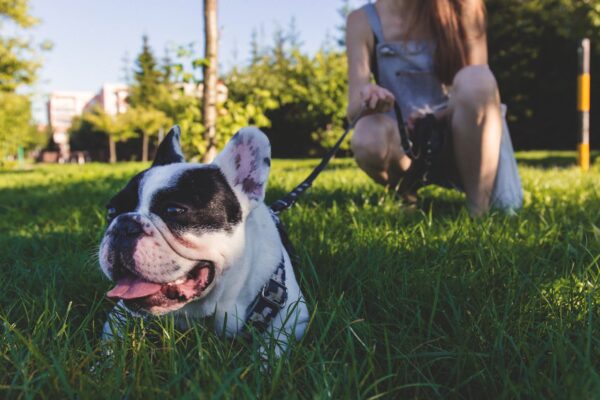 Wie man einen Franzosischen Bulldogge trainiert: Klicker- & Gehorsamkeitstipps