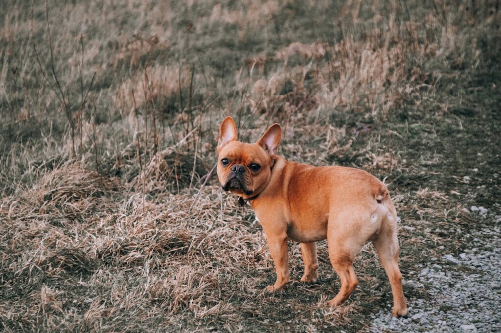 Franzosischen Bulldogge