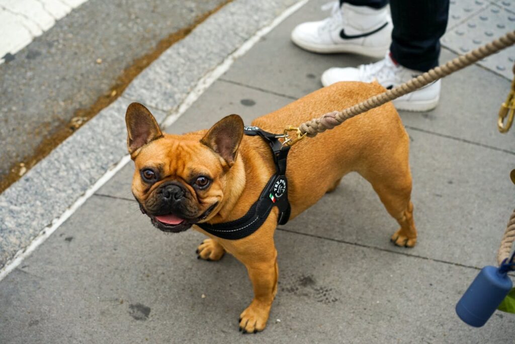 Französischen Bulldoggen