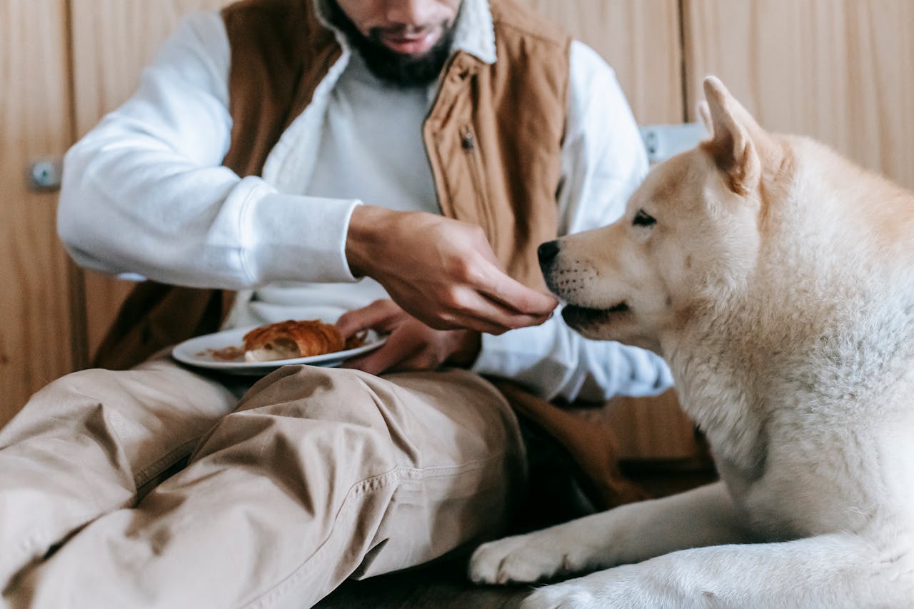 Hunde warme futter